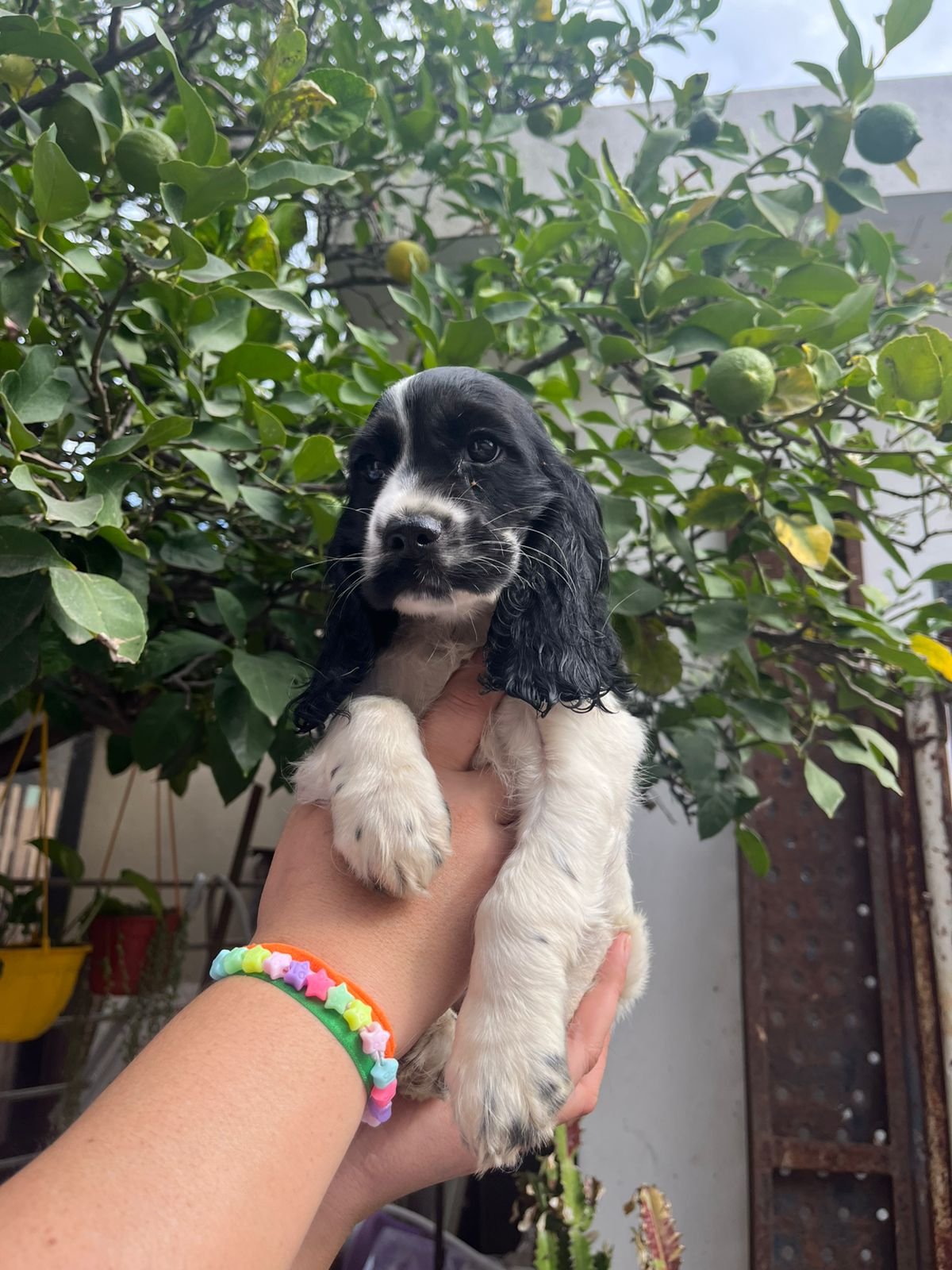 Cocker Spaniel