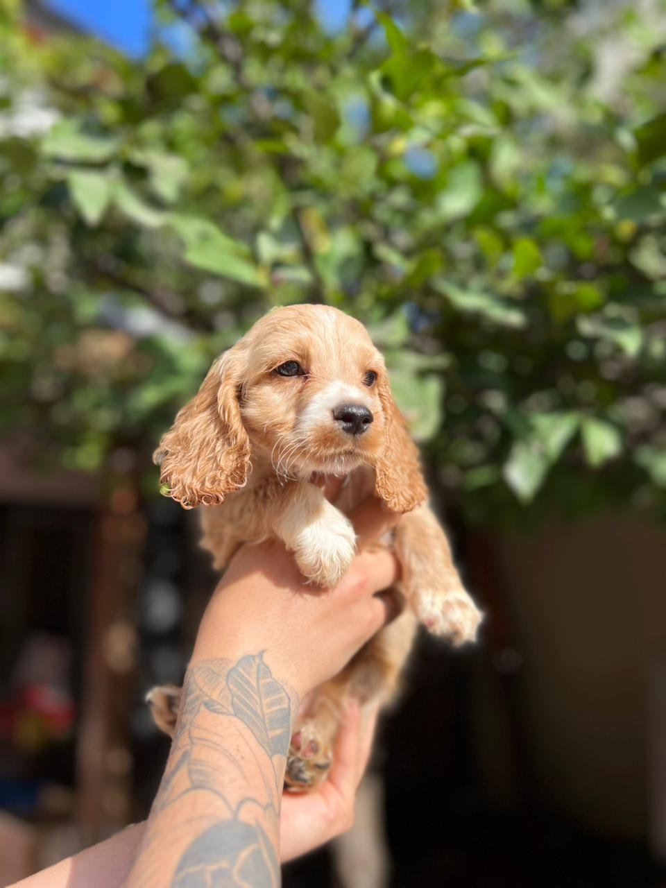 Cocker Spaniel