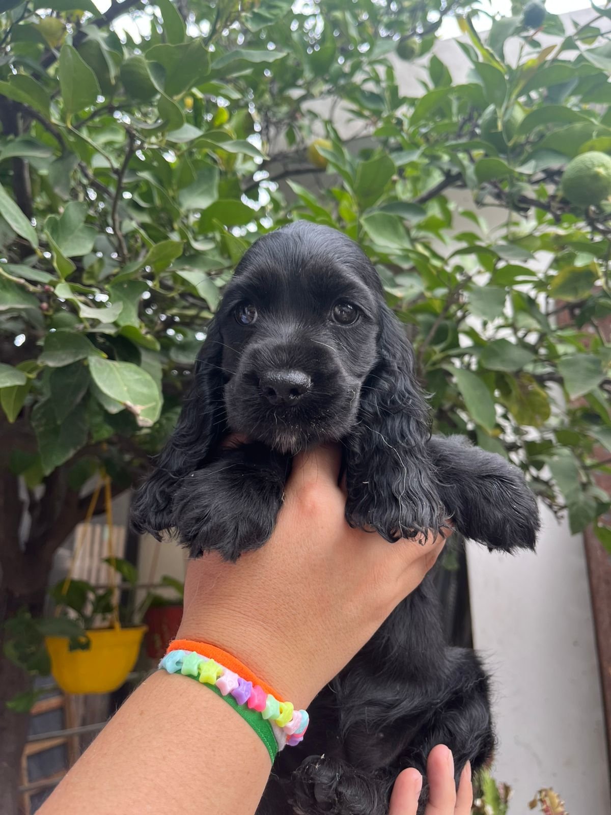 Cocker Spaniel