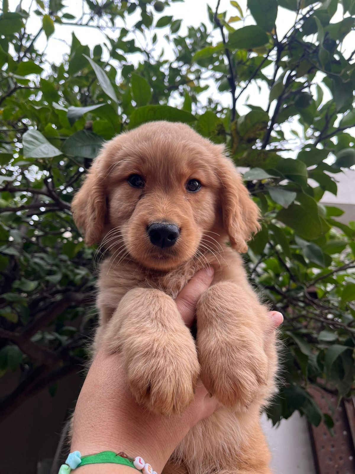 Golden Retriever