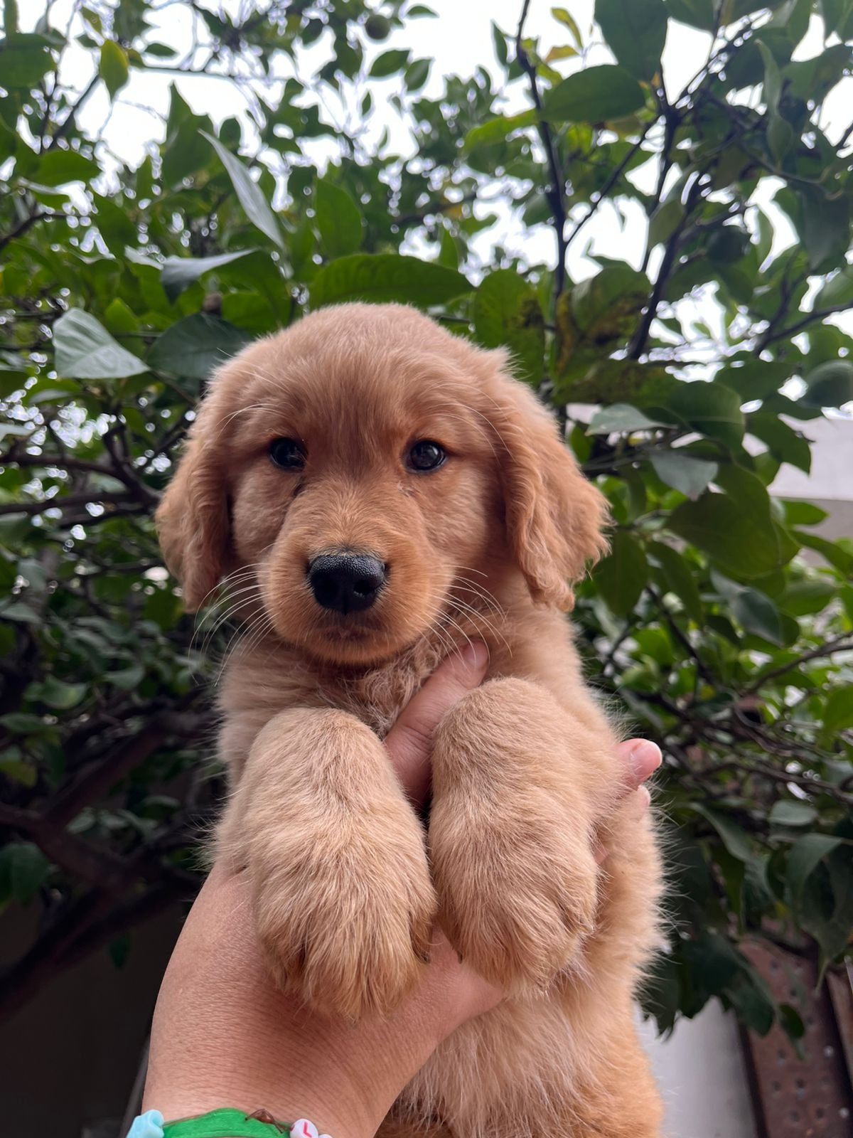Golden Retriever