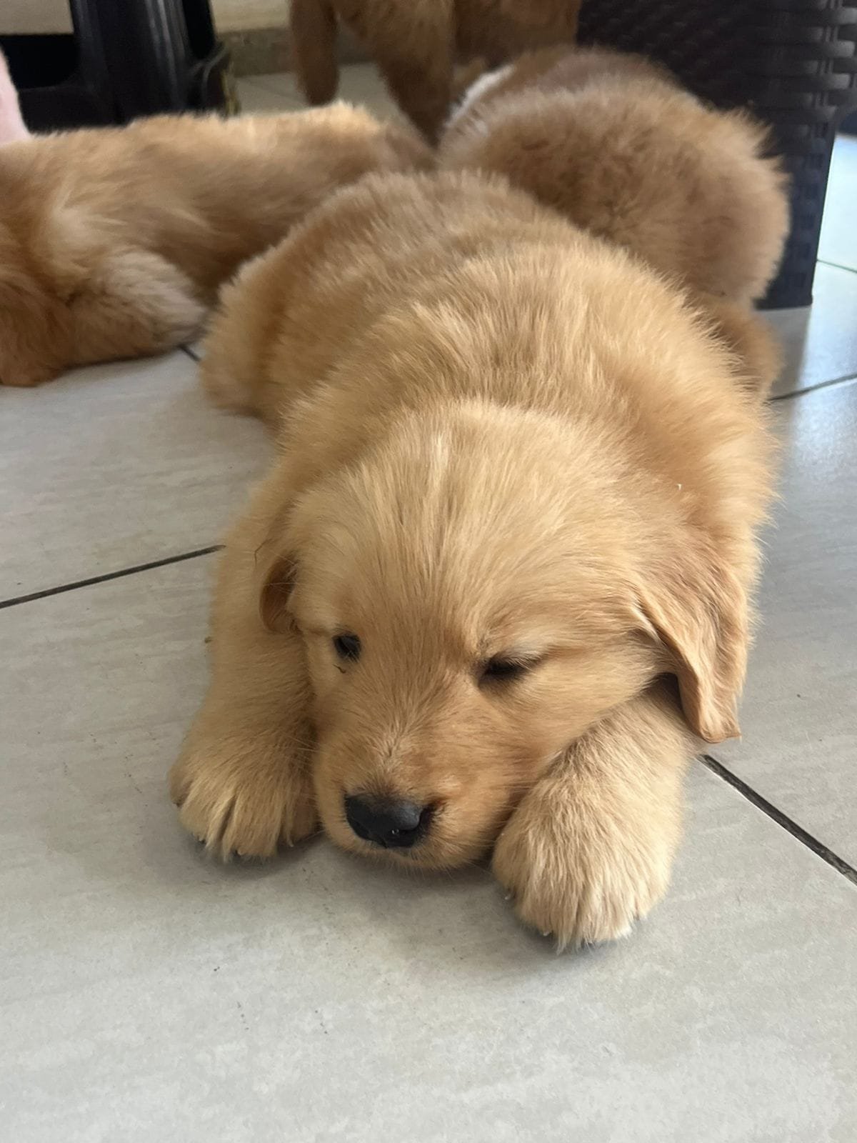Golden Retriever