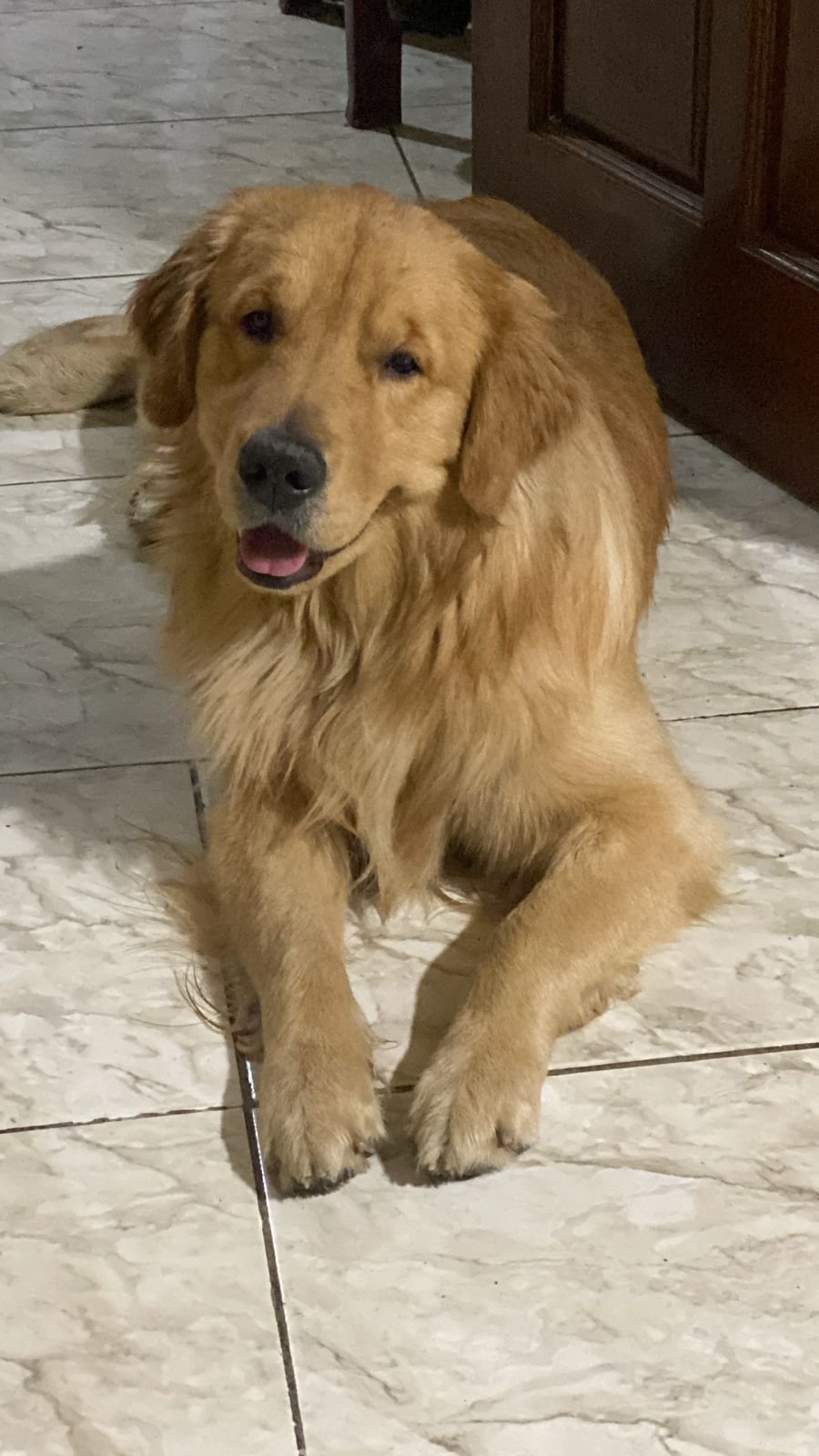 Golden Retriever