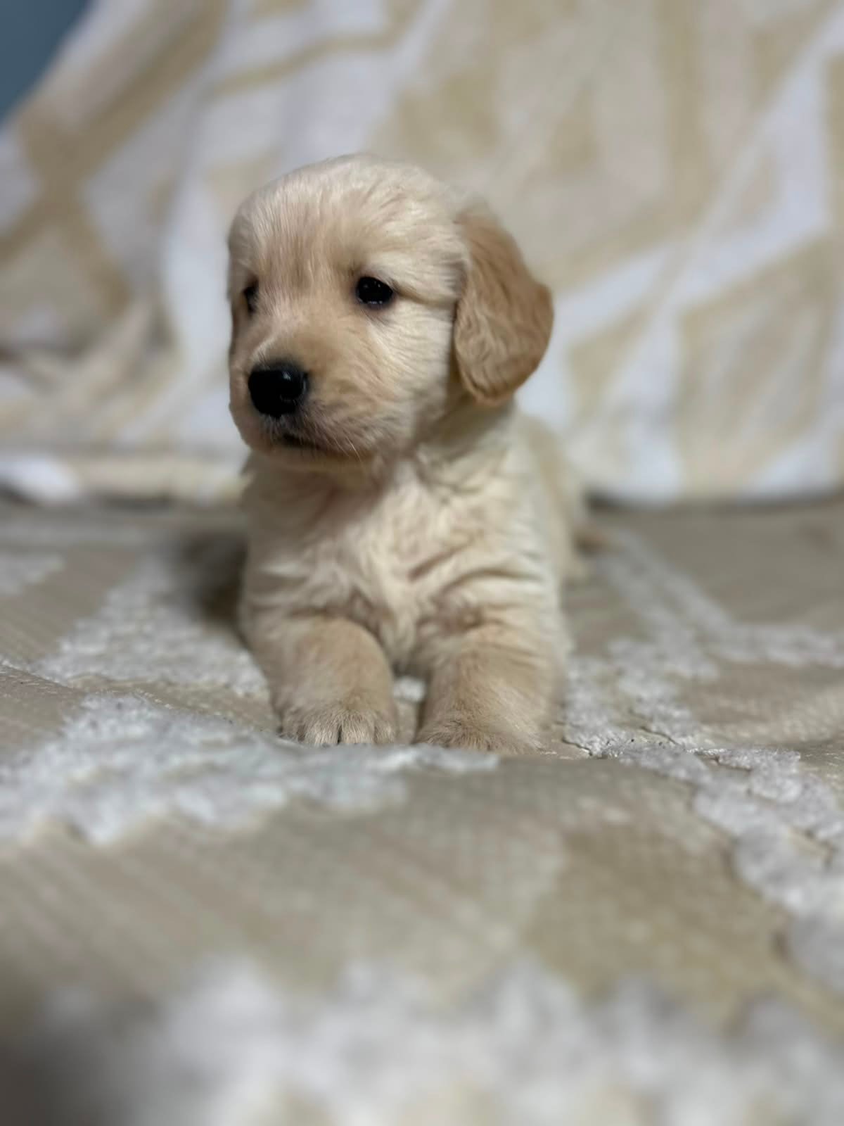 Cachorro Golden Retriever