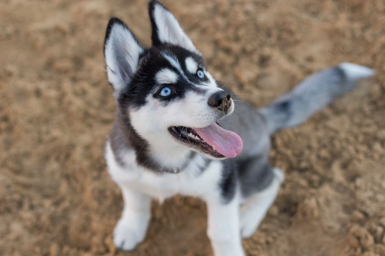 Cachorro Husky Siberiano jugando