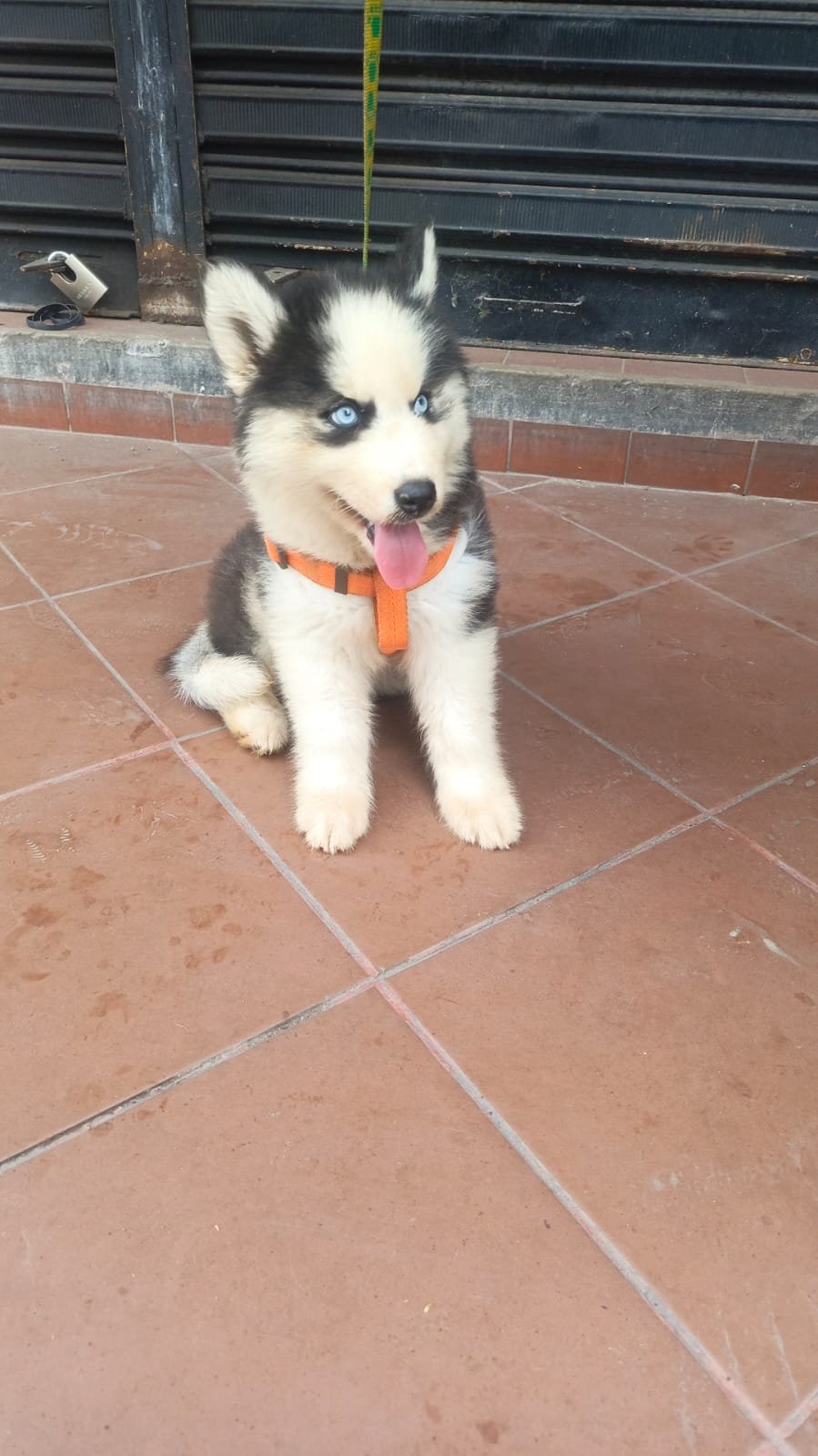 Husky Siberiano