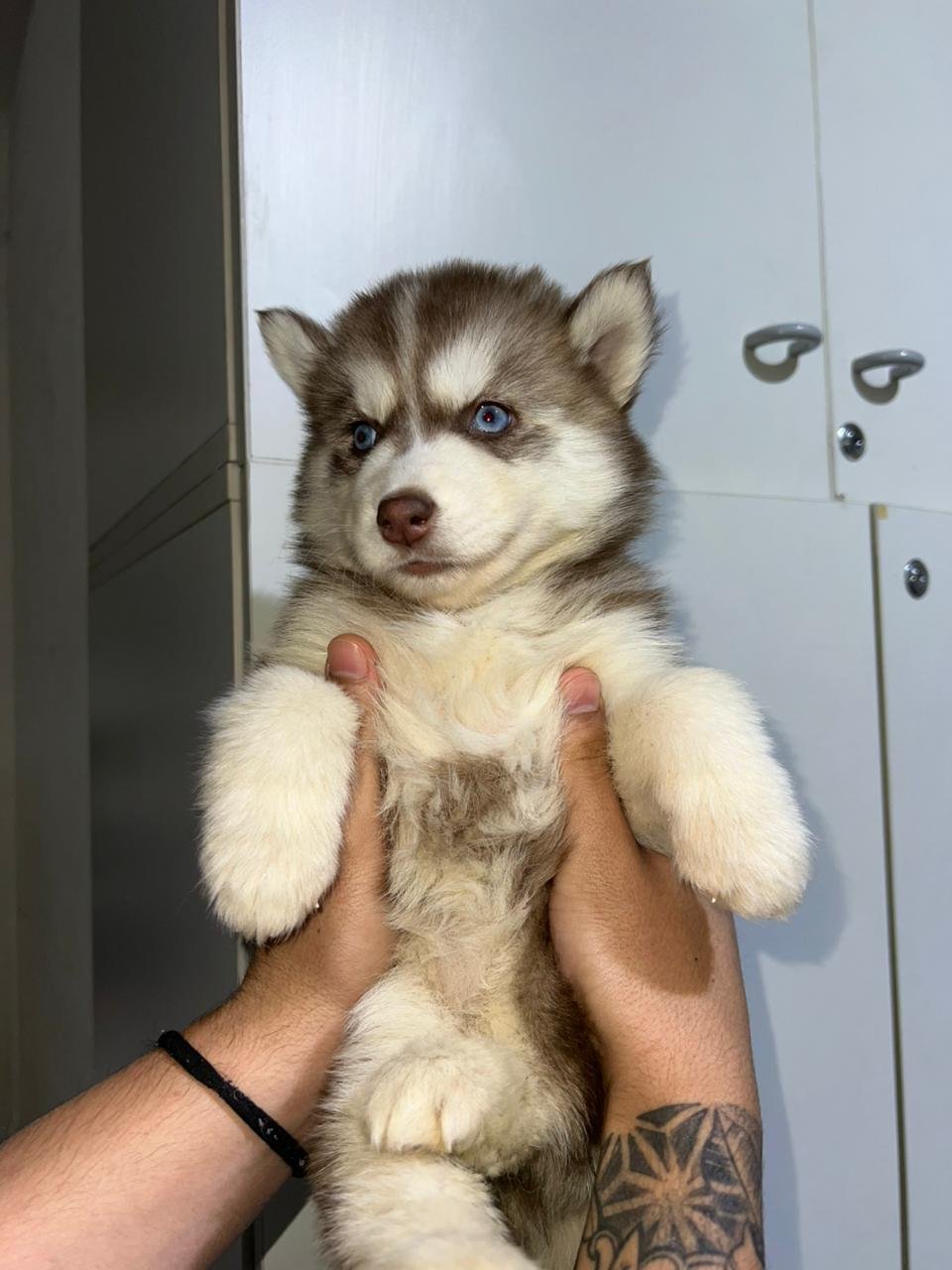 Husky Siberiano