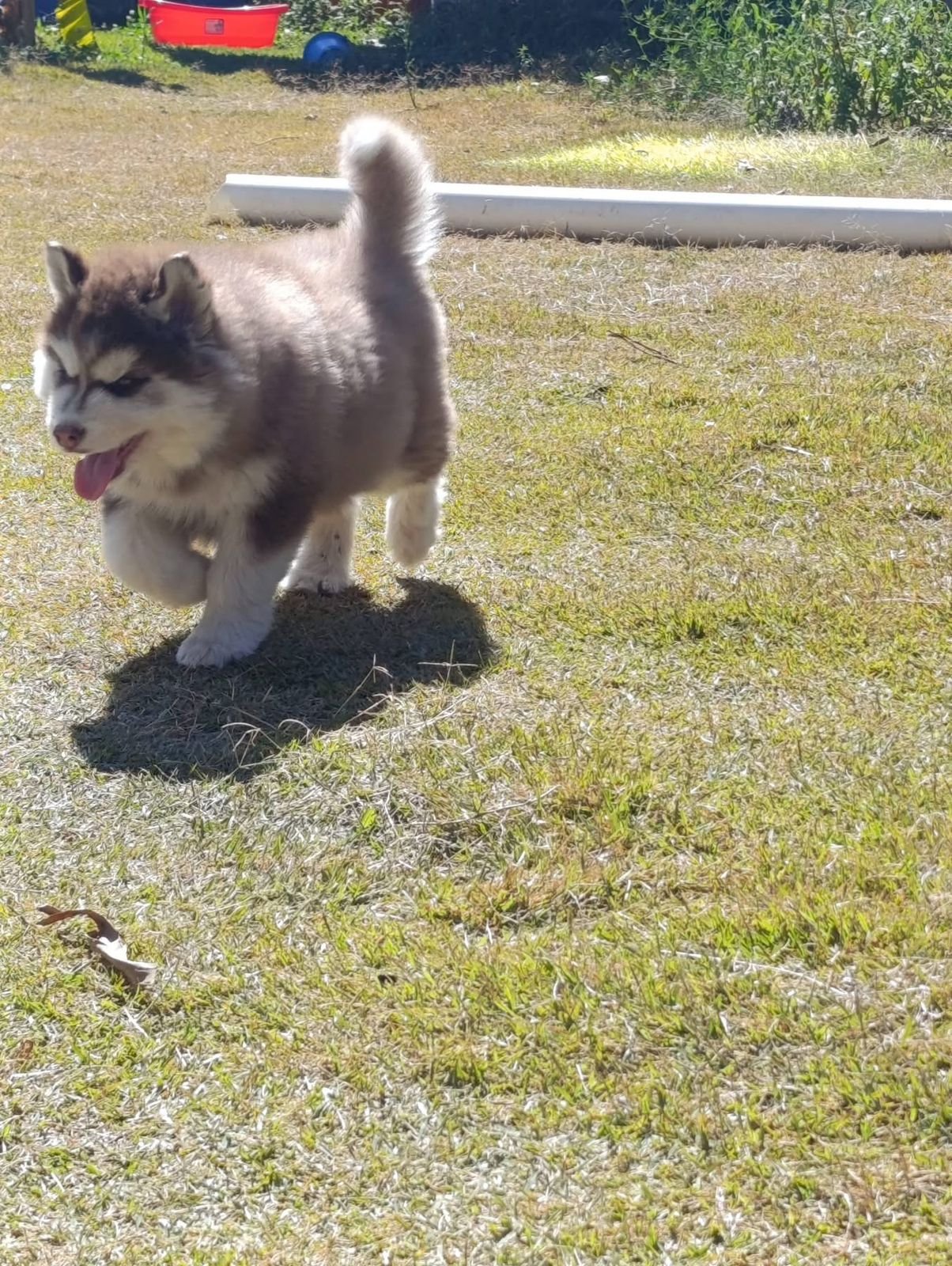 Husky Siberiano