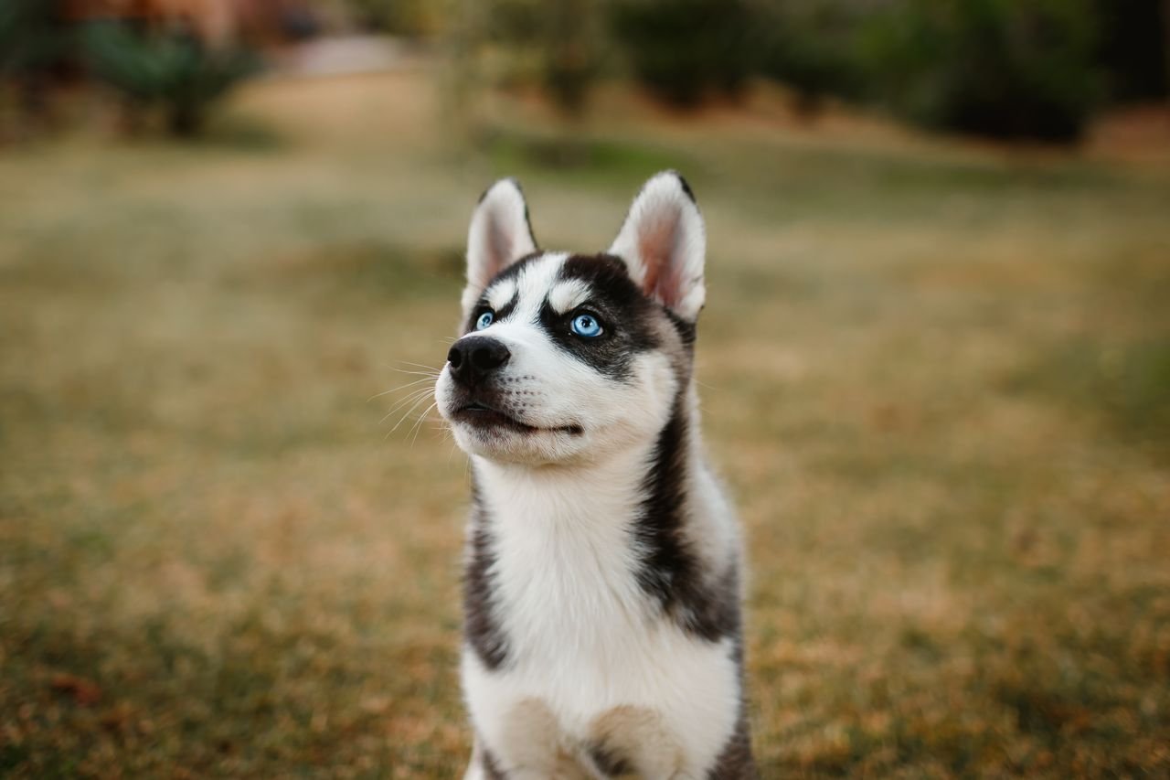 Husky Siberiano